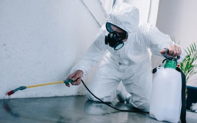 Derattizzazione e Disinfestazione